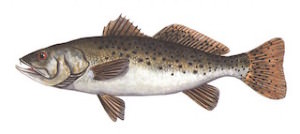 Hatteras Fishing Charter Speckled Trout