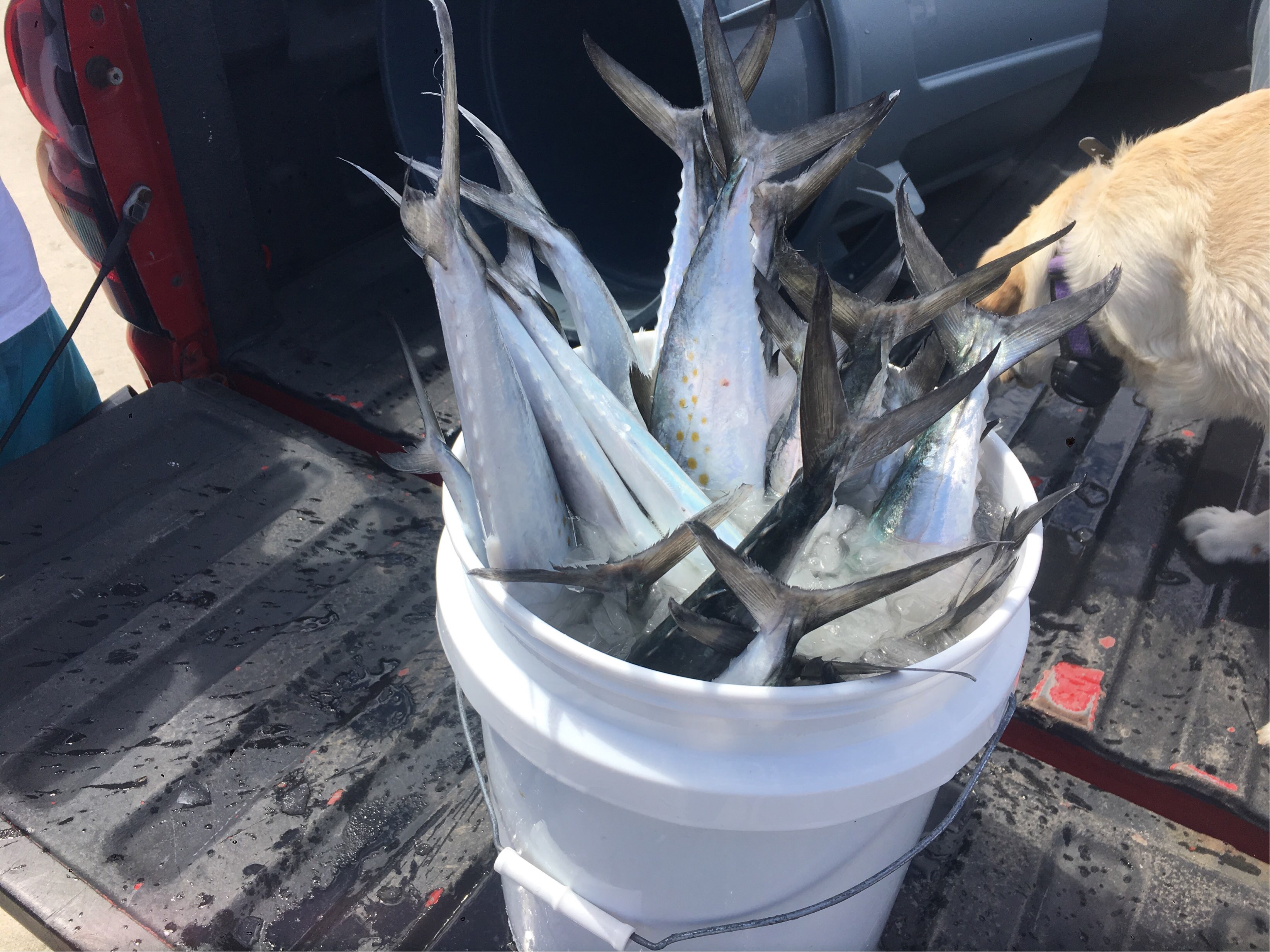 Bucket o Mackerels 